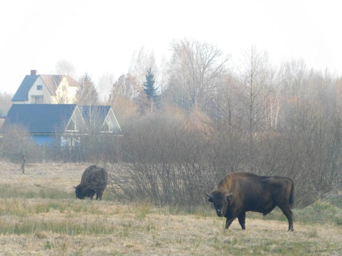 Apartamento Wejmutka, Białowieża Exterior foto