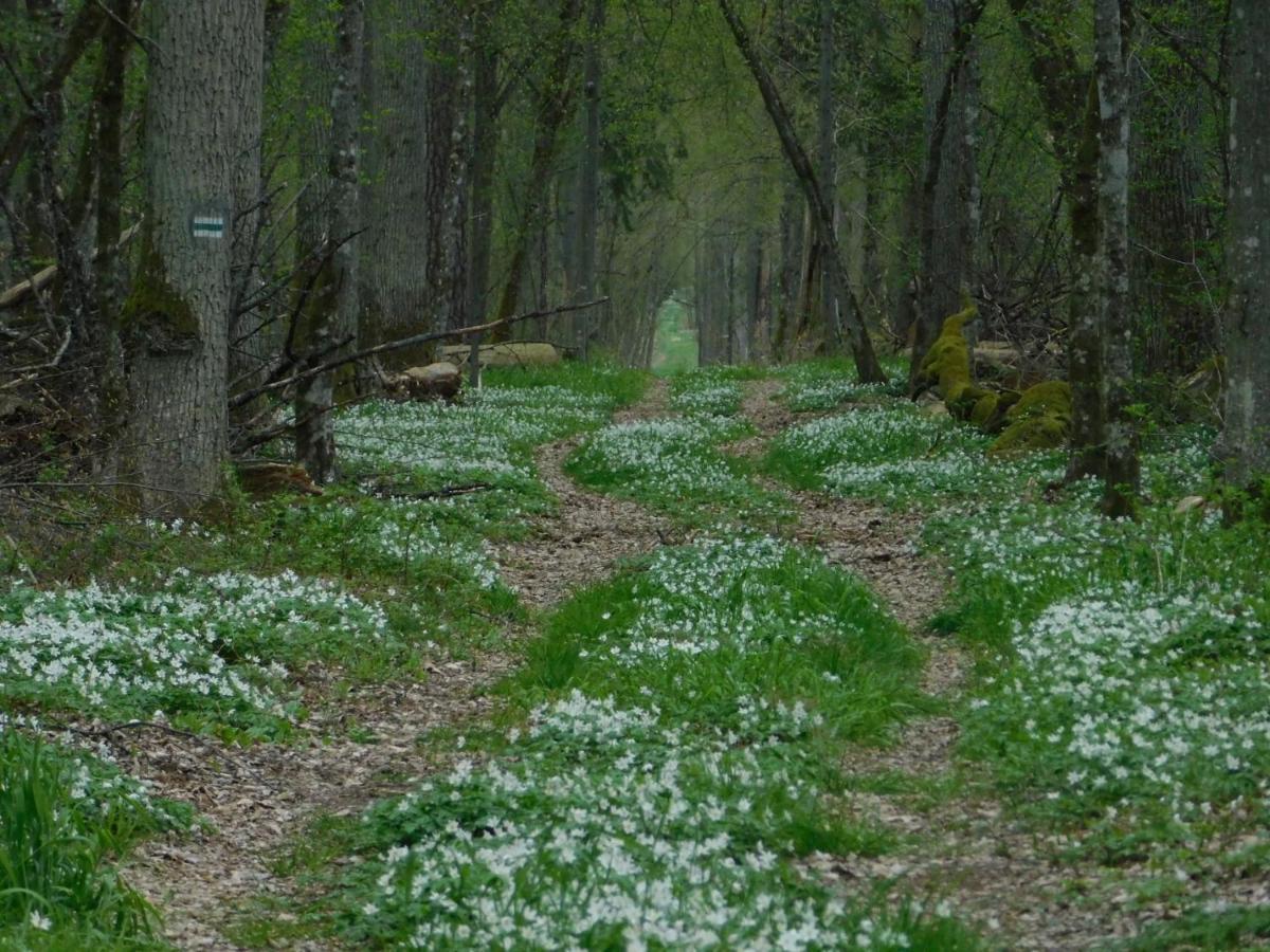 Apartamento Wejmutka, Białowieża Exterior foto