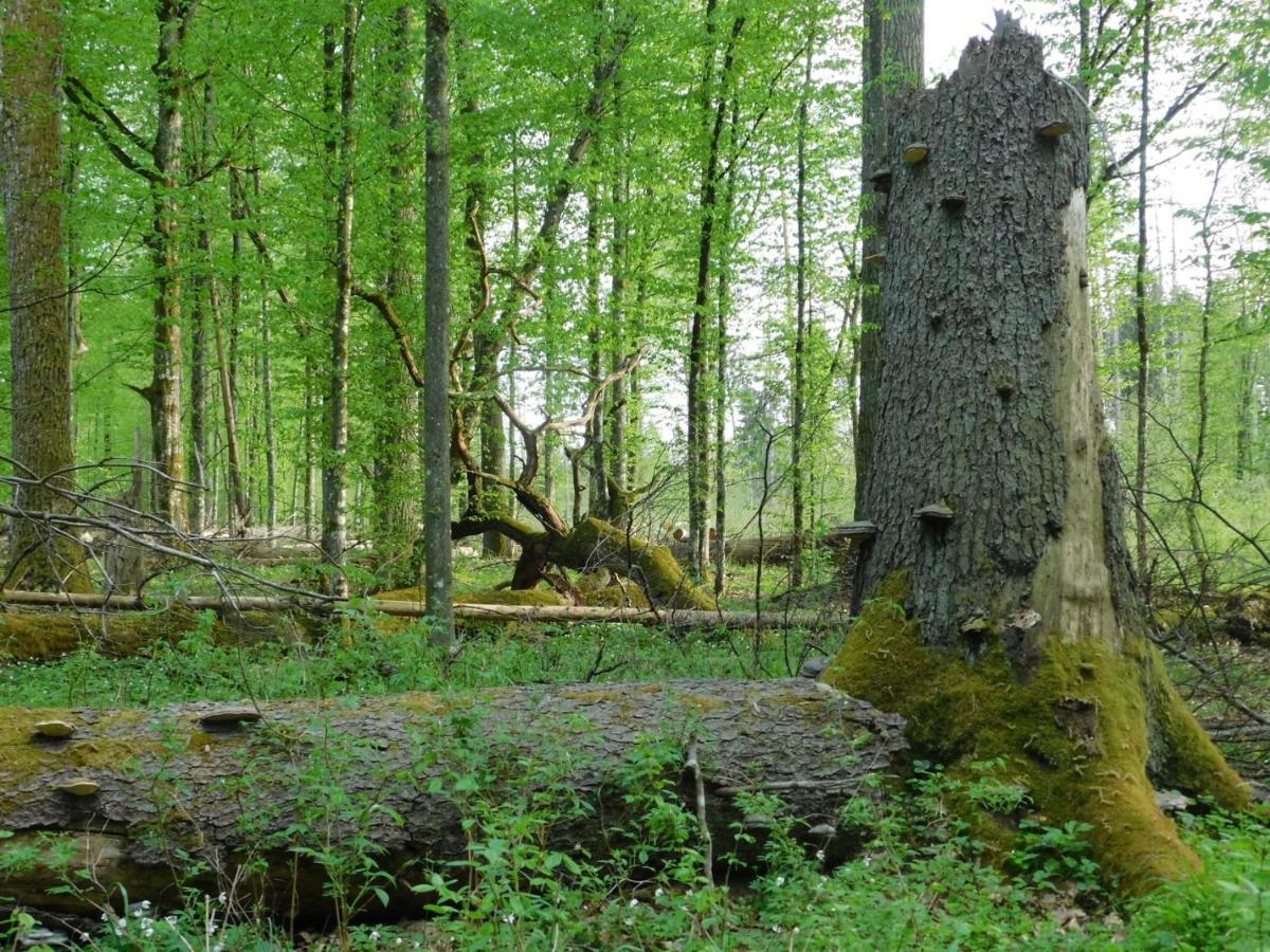 Apartamento Wejmutka, Białowieża Exterior foto